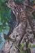 Under Boddhi Tree V